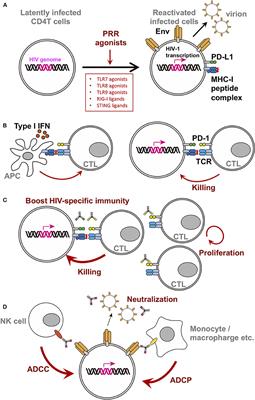 Pattern Recognition Receptor Ligands as an Emerging Therapeutic Agent for Latent HIV-1 Infection